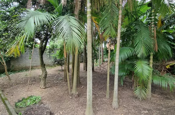 TERRENO, SANT'ANA-FORQUILHINHA