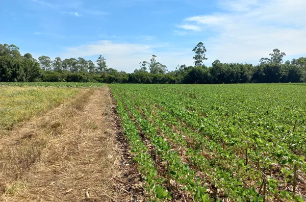 TERRENO RURAL - LINHA ESPERANÇA, IÇARA