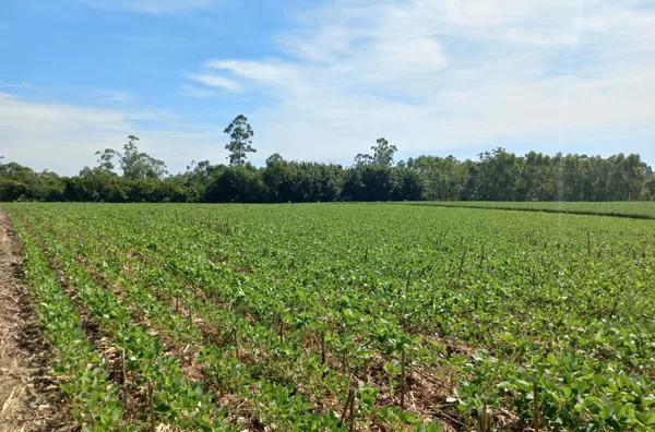 TERRENO RURAL - LINHA ESPERANÇA, IÇARA