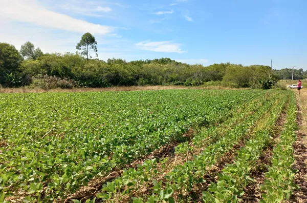TERRENO RURAL - LINHA ESPERANÇA, IÇARA