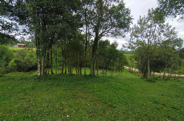 SITIO - COXIA RICA - URUSSANGA