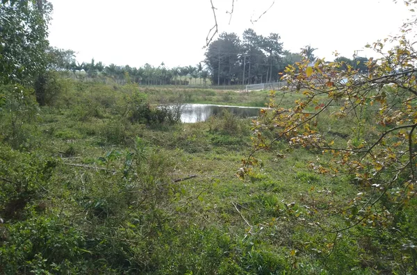 TERRENO - NOVO CARAVAGIO - IÇARA