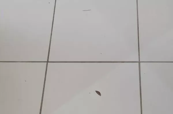 Apartamento Venda Vila Mimosa Campinas SP. - Foto 59