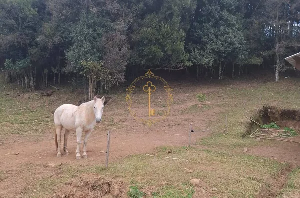 Chácara para venda CAXIAS DO SUL