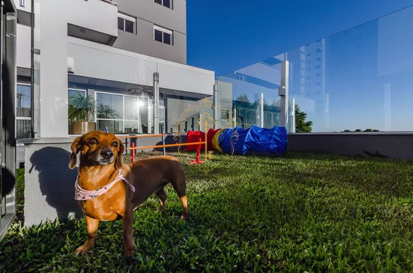 Apartamento para venda Panazzolo CAXIAS DO SUL