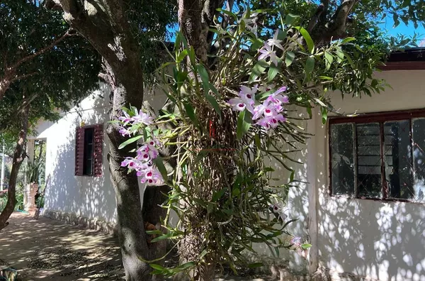 Chácara para venda Santa Helena CRUZ ALTA - Foto 7