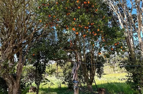 Chácara para venda Santa Helena CRUZ ALTA - Foto 24