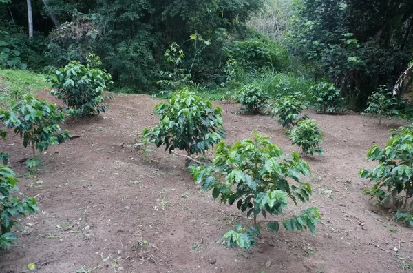 Chácara com 3 dormitórios à venda, 24000 m² por R$ 650.000,00 - Pau Arcado - Campo Limpo Paulista/SP - Foto 20