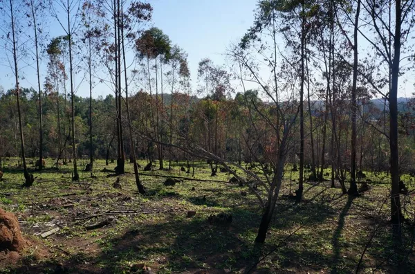 Terreno com 96.000 m² no Residencial Fazenda Marajoara, Campo Limpo Paulista/SP - Foto 4