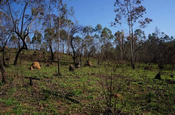 Terreno com 96.000 m² no Residencial Fazenda Marajoara, Campo Limpo Paulista/SP - Foto 5