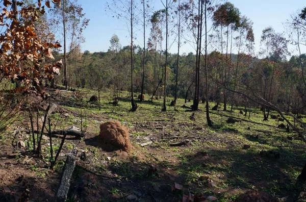 Terreno com 96.000 m² no Residencial Fazenda Marajoara, Campo Limpo Paulista/SP - Foto 3
