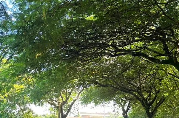 Terreno à venda, 1000 m² por R$ 630.000,00 - Parque dos Resedás - Itupeva/SP - Foto 8