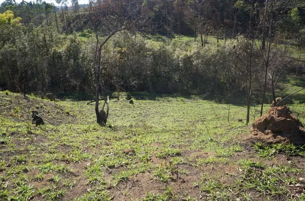 Terreno com 96.000 m² no Residencial Fazenda Marajoara, Campo Limpo Paulista/SP - Foto 1