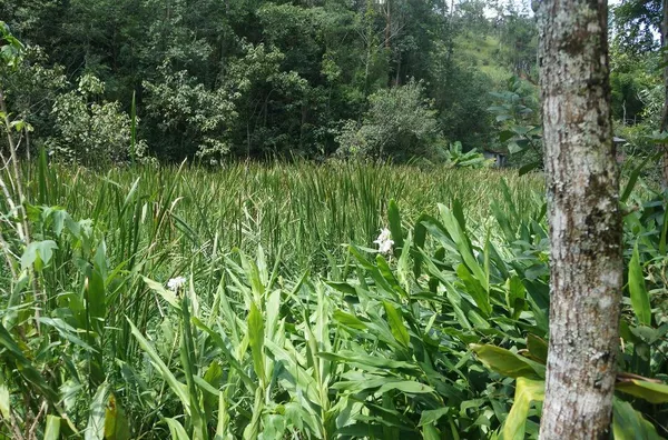 Terreno com 6.150m² Chácaras Campo Limpo/SP - Foto 1