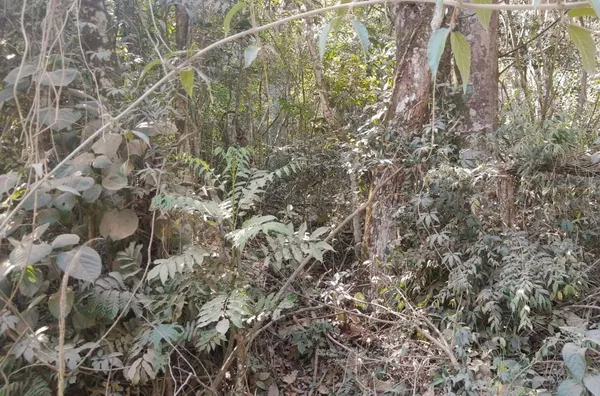 Terreno à venda, 6000 m² por R$ 160.000,00 - Jardim Santa Maria - Campo Limpo Paulista/SP - Foto 3