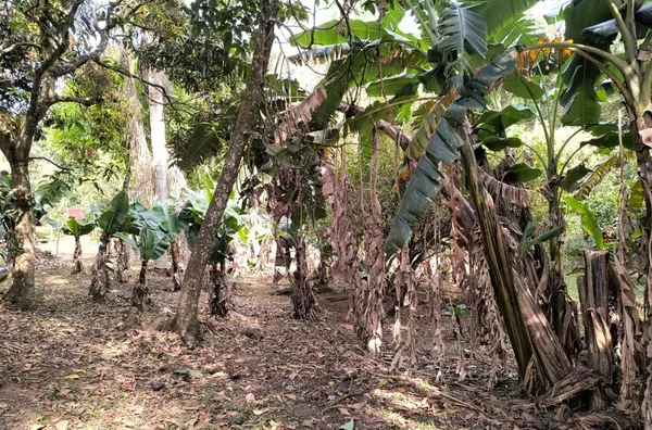 Chácara com duas casas à venda, 2054 m² por R$ 350.000 - Parque Niágara - Campo Limpo Paulista/SP - Foto 13