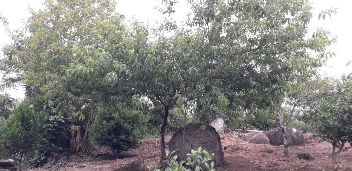 Fazenda à venda com 2 quartos, 12000m² - Foto 27