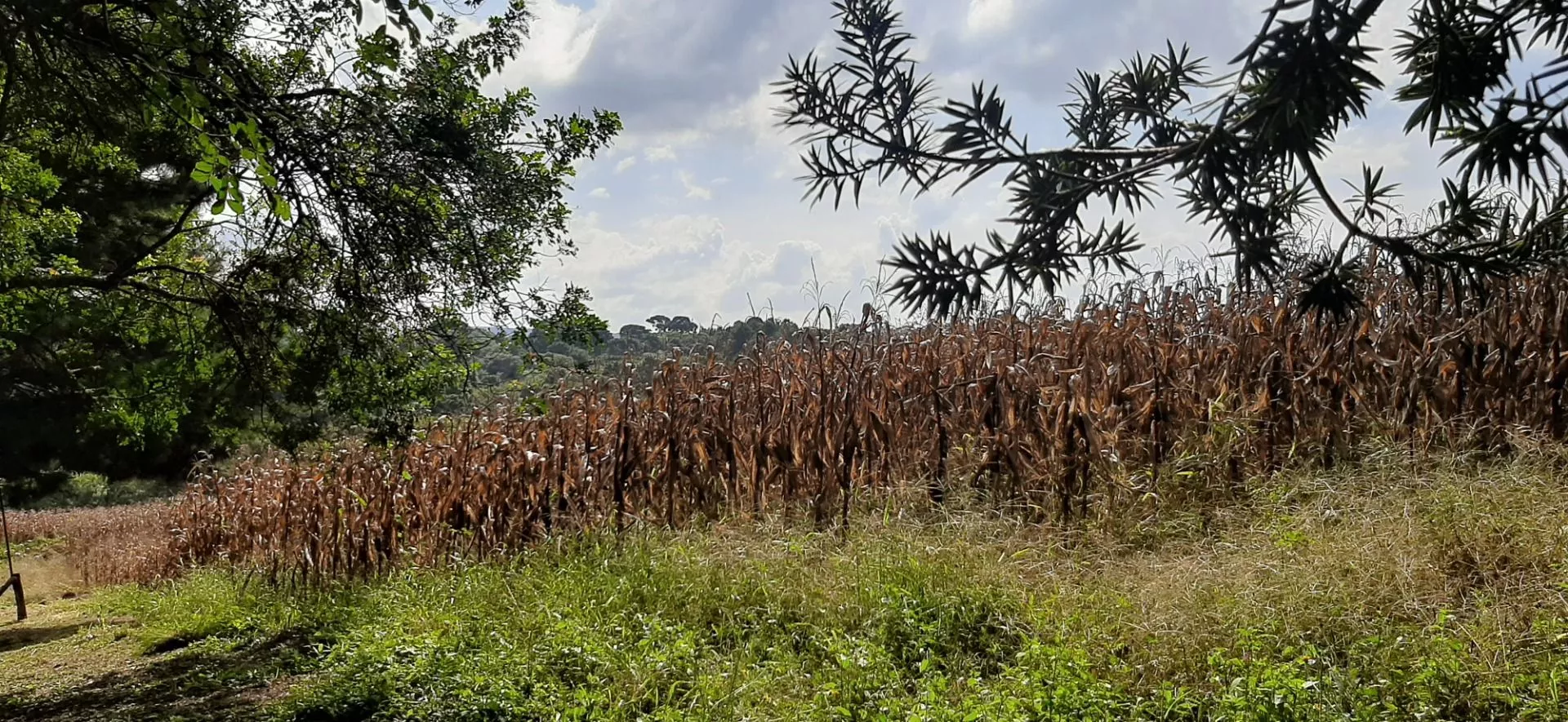 Fazenda à venda com 3 quartos, 167m² - Foto 10