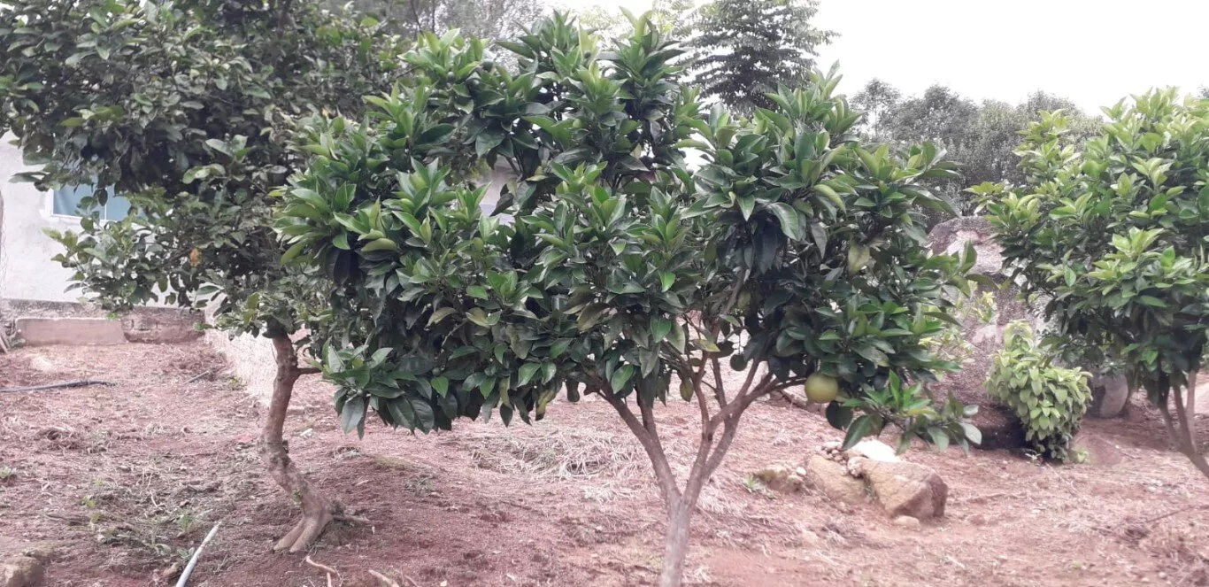 Fazenda à venda com 2 quartos, 12000m² - Foto 34