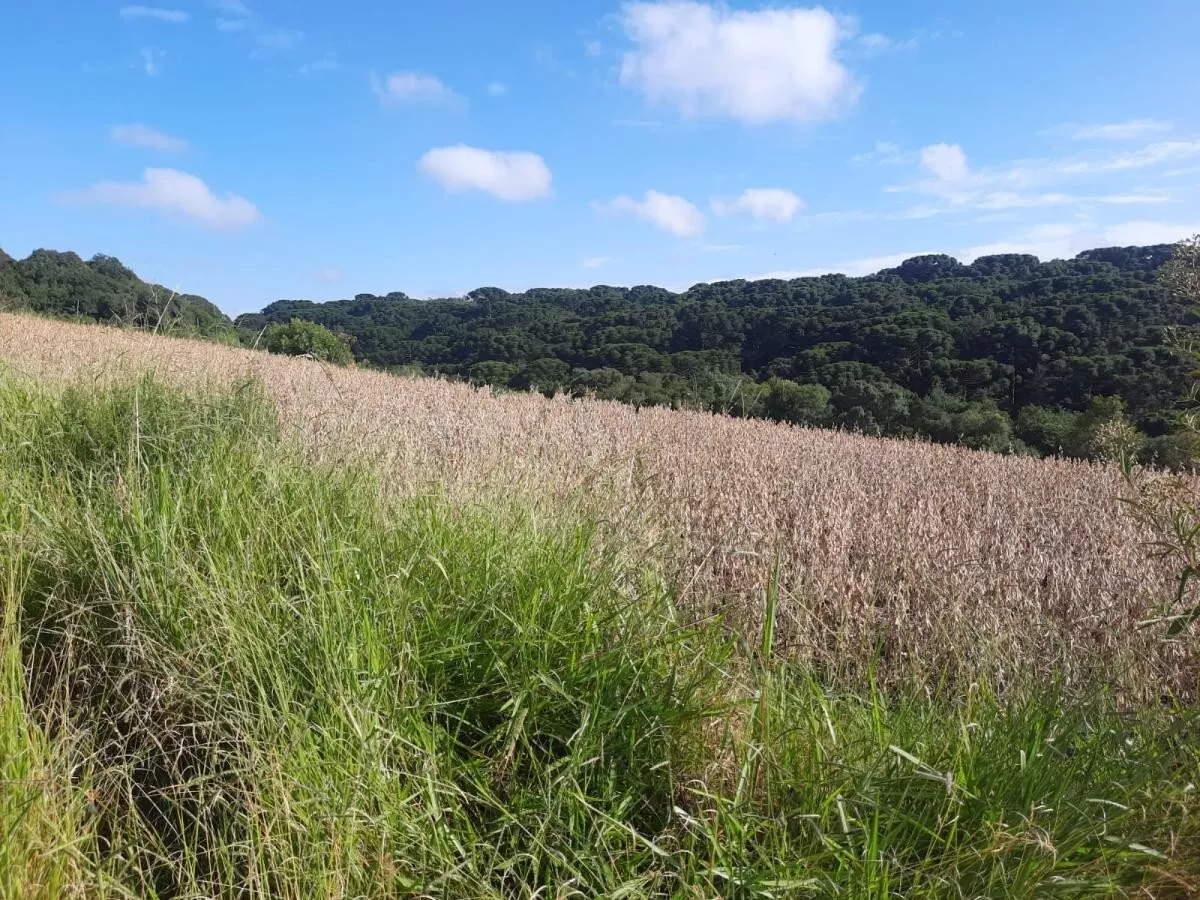 Fazenda à venda com 1 quarto, 72000m² - Foto 2