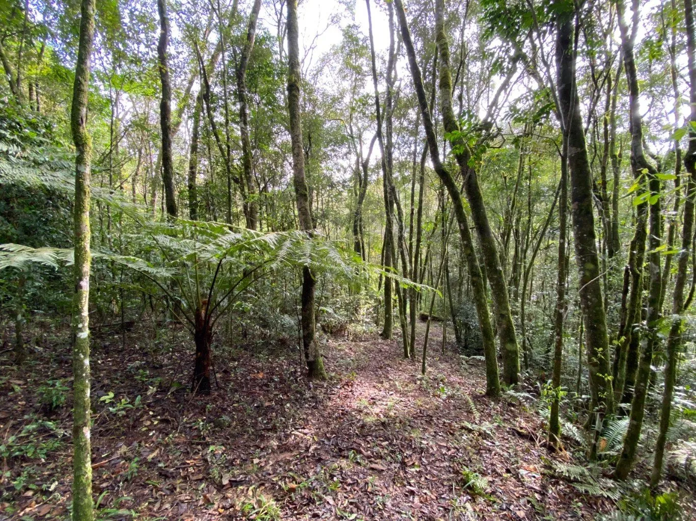 Fazenda à venda com 1 quarto, 7476m² - Foto 30