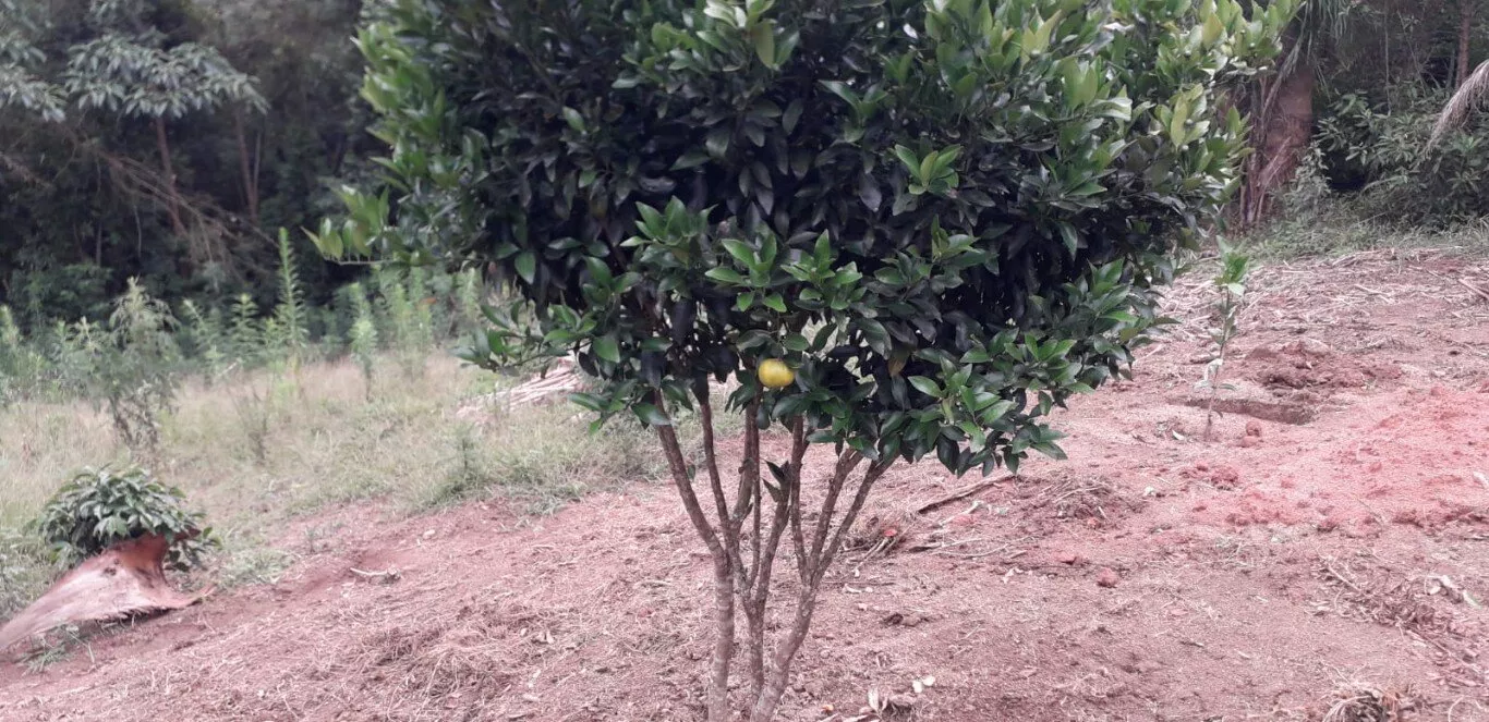 Fazenda à venda com 2 quartos, 12000m² - Foto 25