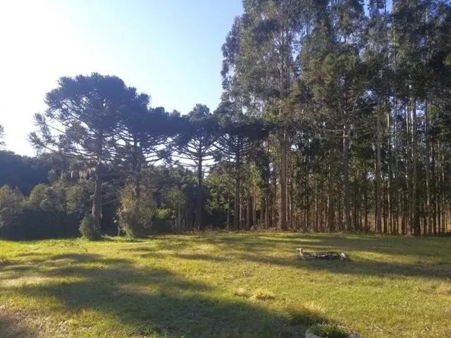 Fazenda à venda com 4 quartos, 38800m² - Foto 13