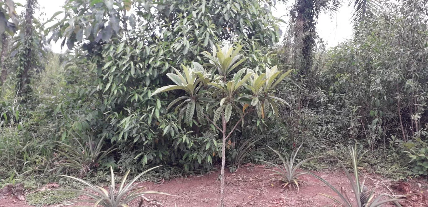 Fazenda à venda com 2 quartos, 12000m² - Foto 16