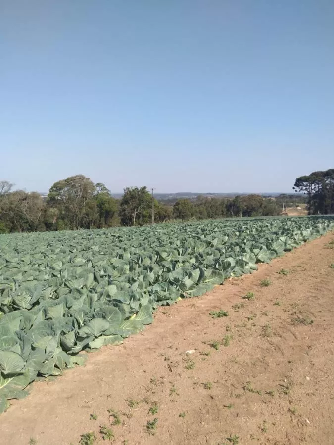 Fazenda à venda com 1 quarto, 23600m² - Foto 3