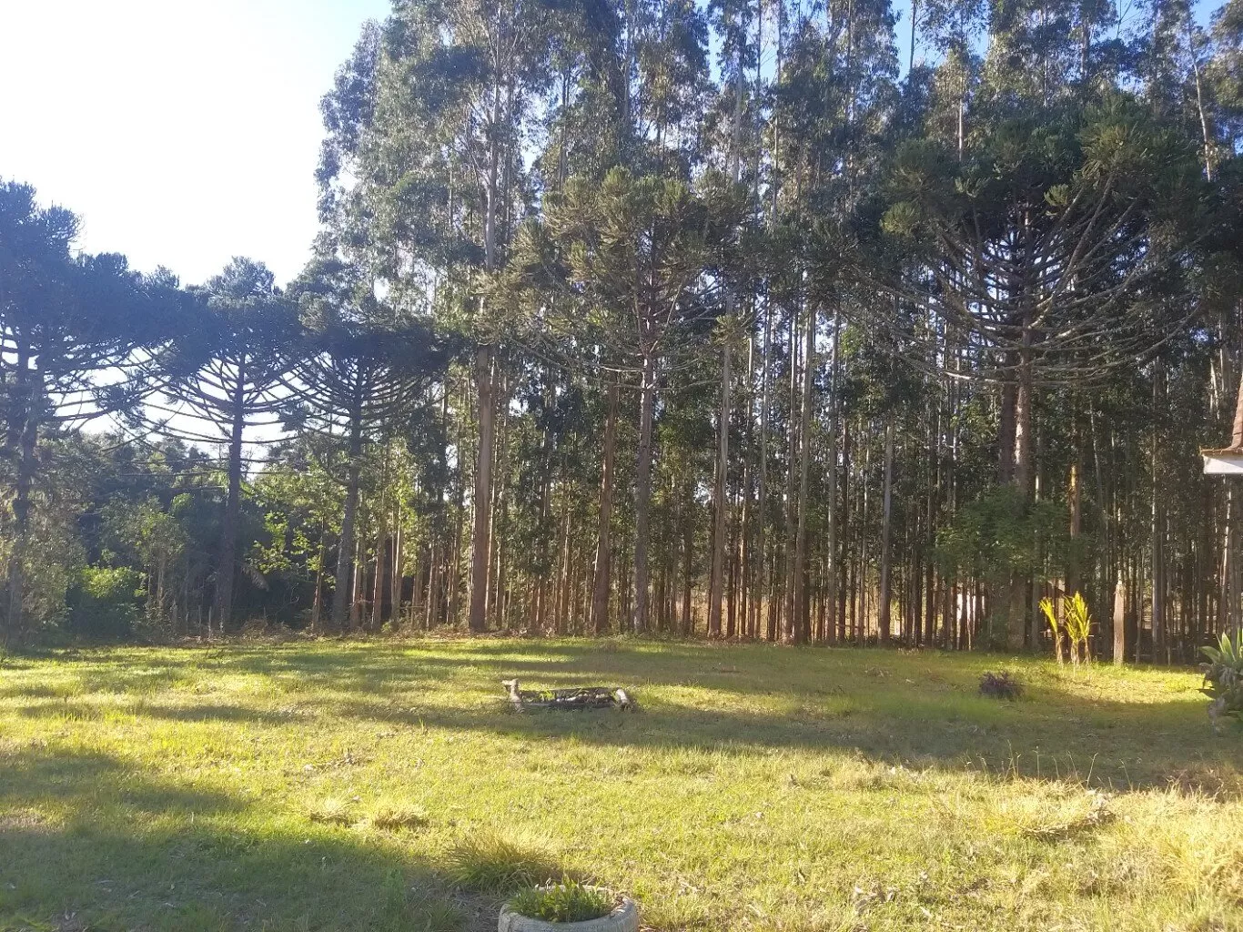 Fazenda à venda com 4 quartos, 38800m² - Foto 8