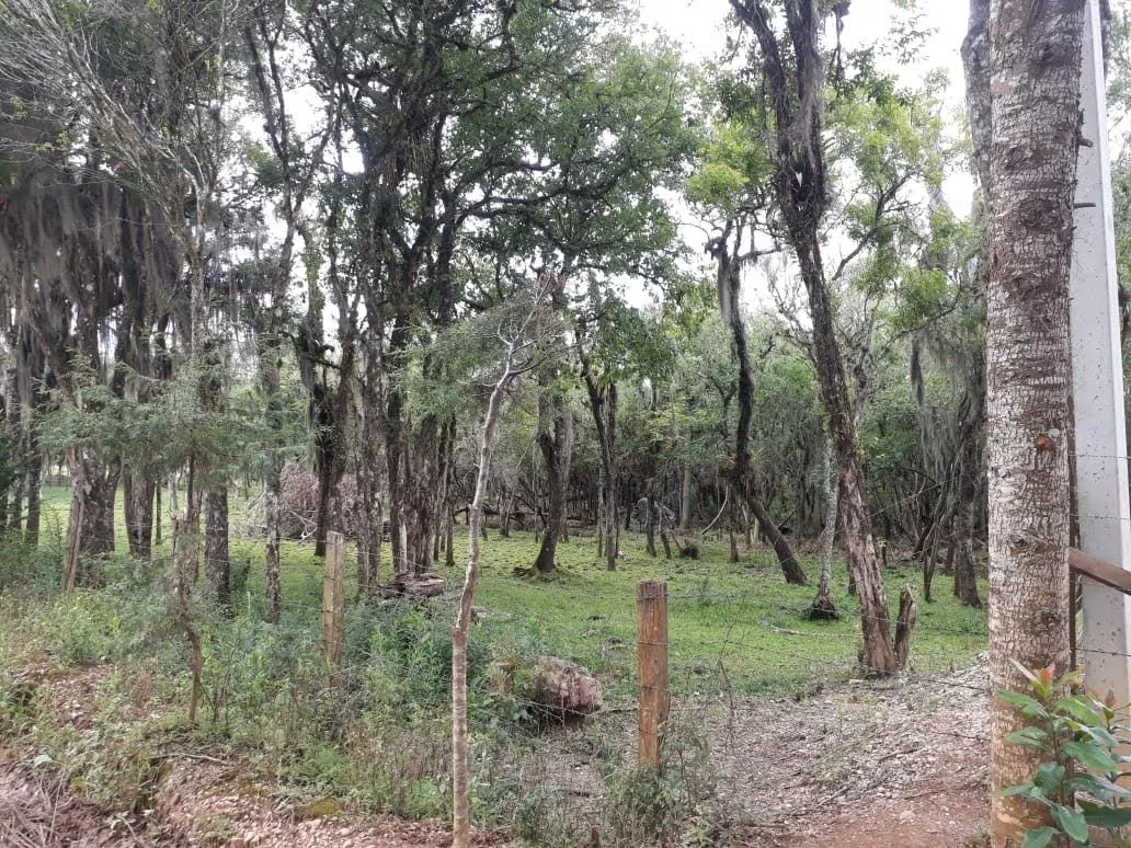 Terreno à venda, 3000m² - Foto 2