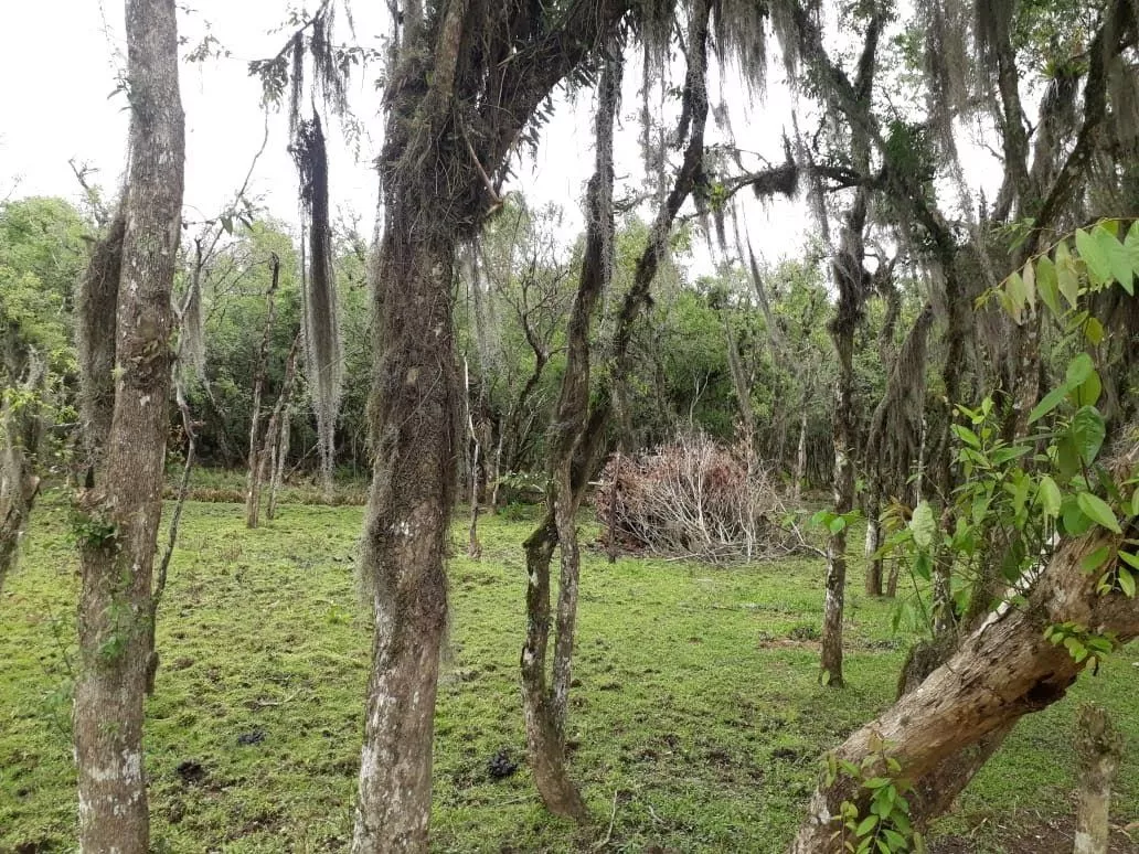 Terreno à venda, 3000m² - Foto 4