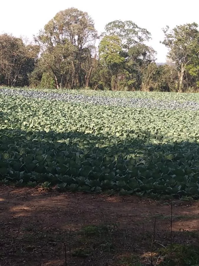 Fazenda à venda com 1 quarto, 23600m² - Foto 5