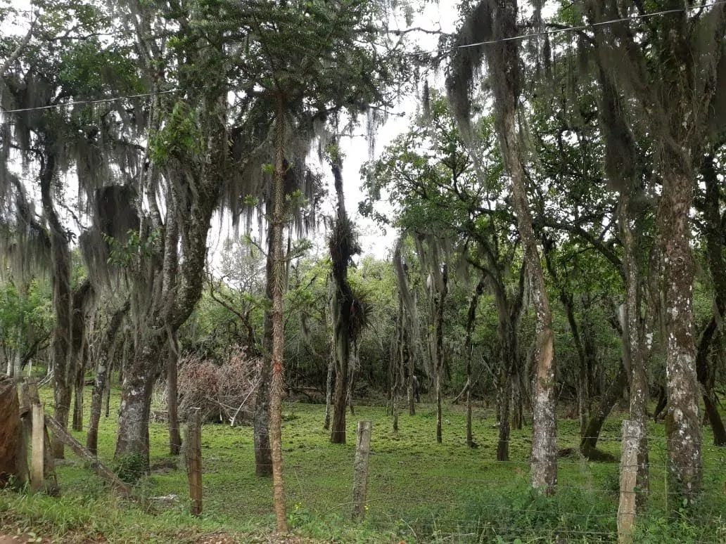 Terreno à venda, 3000m² - Foto 5