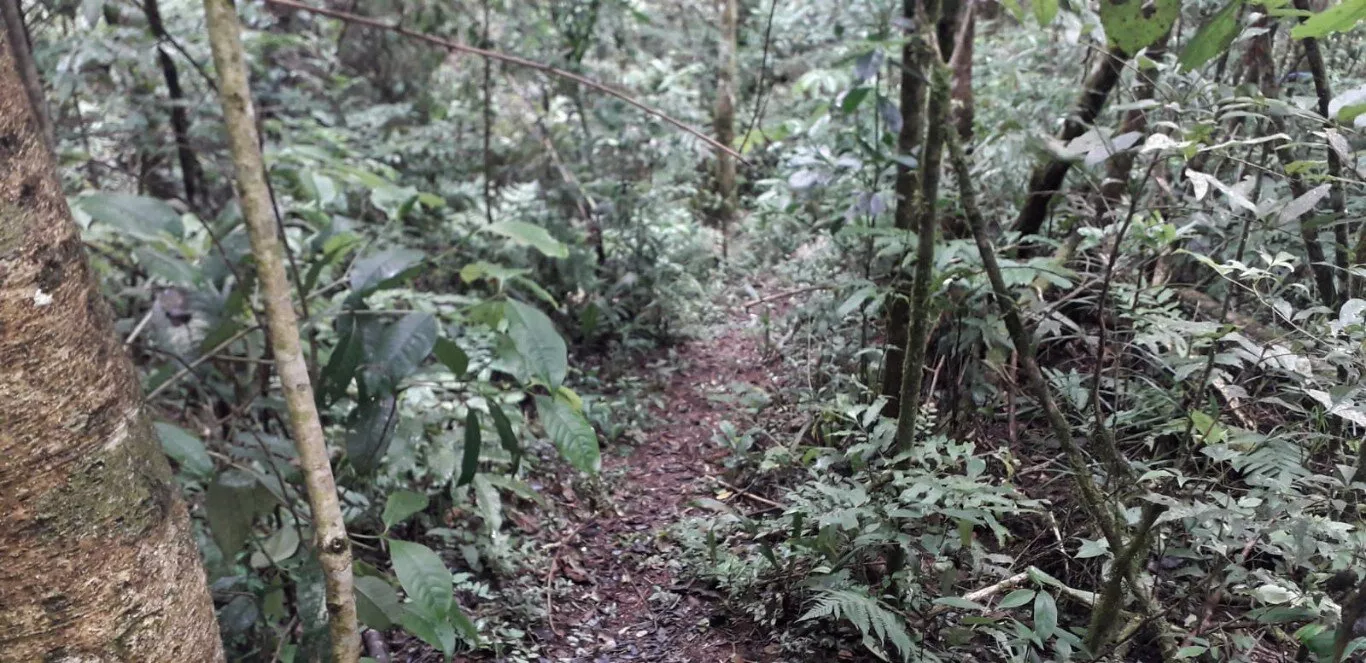 Fazenda à venda com 2 quartos, 12000m² - Foto 21