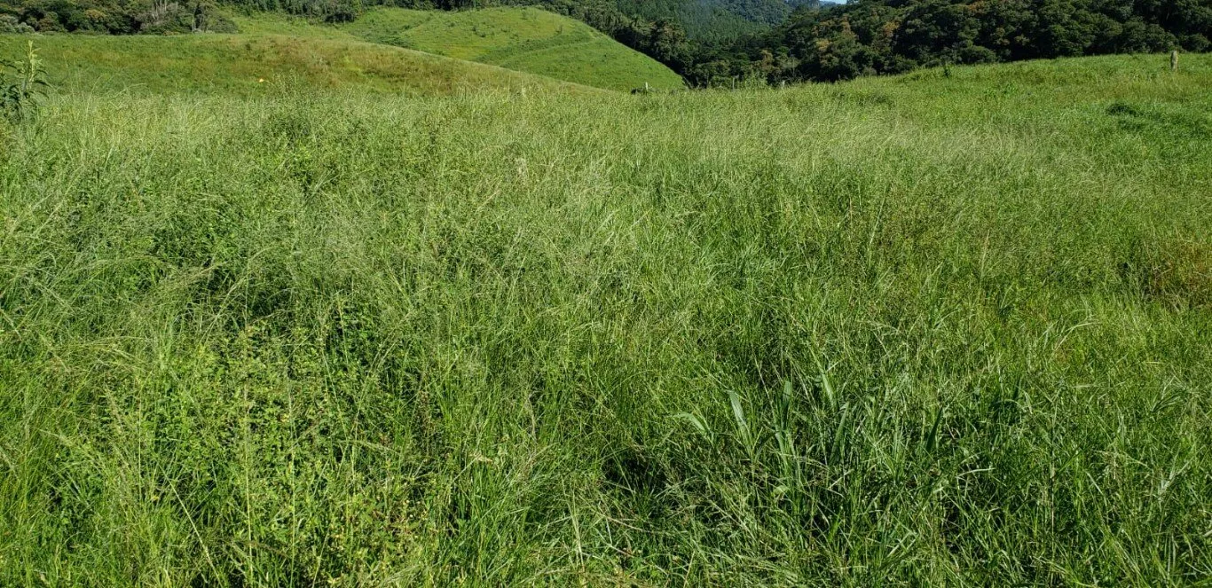 Fazenda à venda com 2 quartos, 890000m² - Foto 5