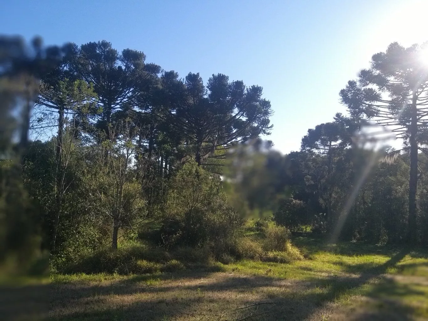 Fazenda à venda com 4 quartos, 38800m² - Foto 9