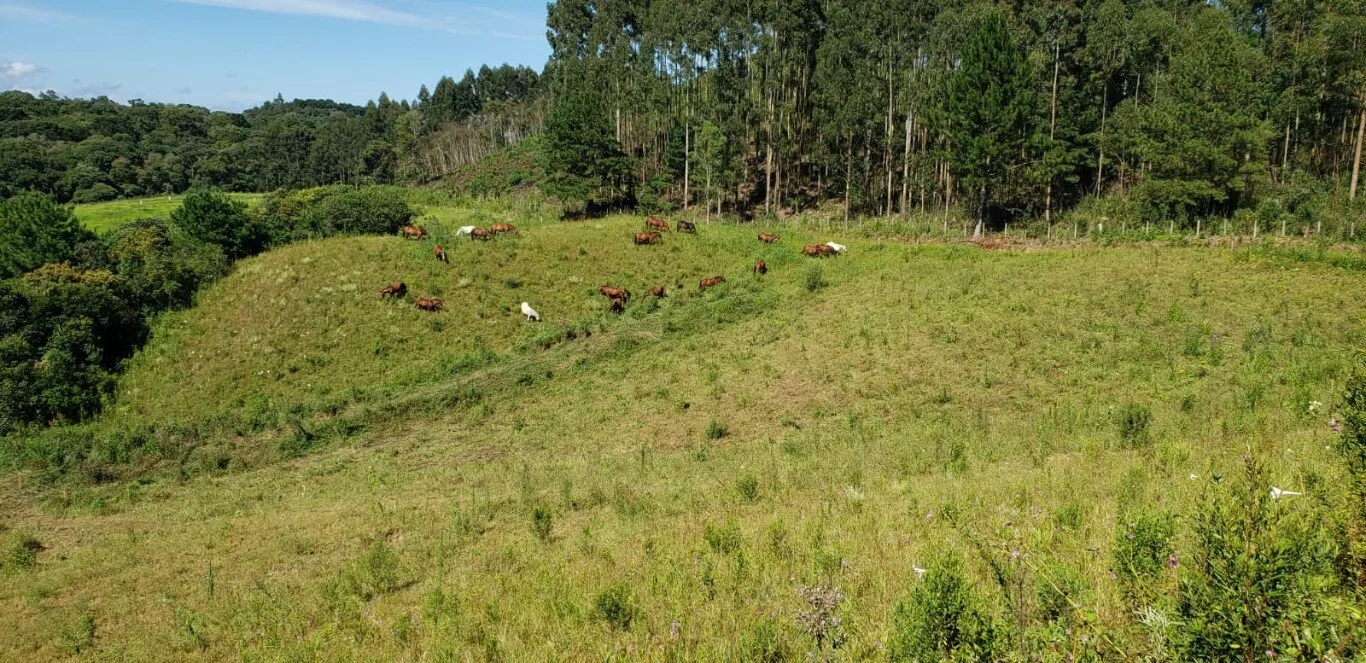 Fazenda à venda com 2 quartos, 890000m² - Foto 9