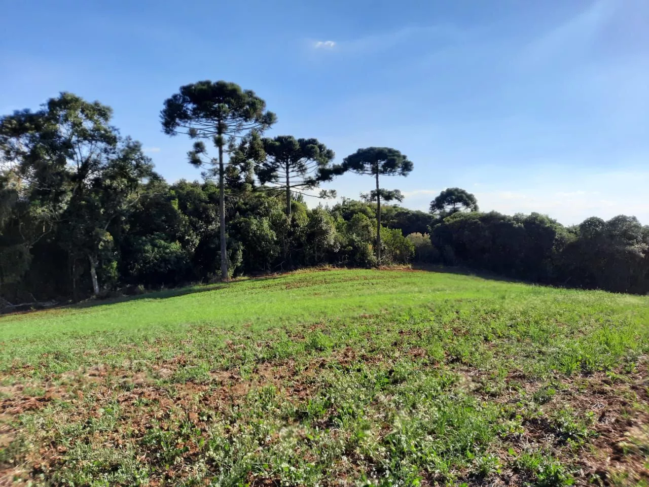 Fazenda à venda com 1 quarto, 127m² - Foto 6