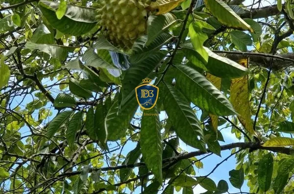 CHACARA COM 100.000m² A VENDA COM VISTA PARA O PICO MARUMBI, ANTONINA PR