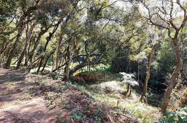 Chácara para venda,  Alpino, São Bento Do Sul