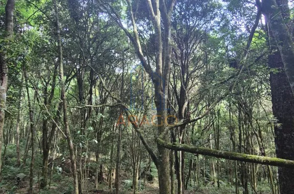 Terreno documentado 14629m²  em Piên 