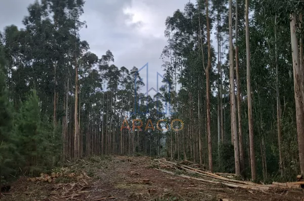 Chácara para venda,  Areias, Agudos