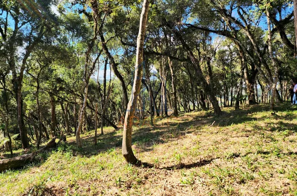 Chácara para venda,  Alpino, São Bento Do Sul