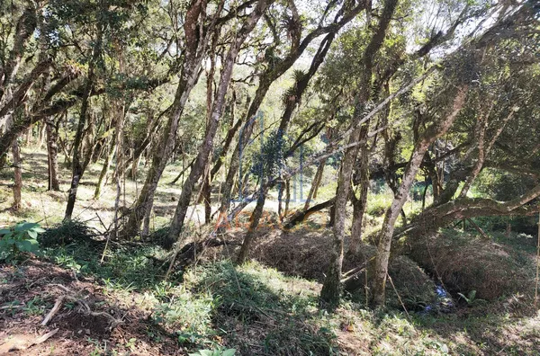 Chácara para venda,  Alpino, São Bento Do Sul
