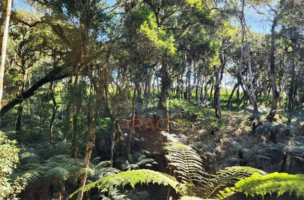 Chácara para venda,  Alpino, São Bento Do Sul