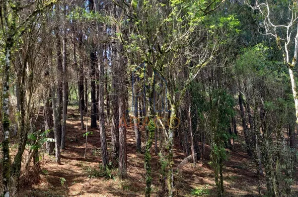 Terreno para venda,  Trigolândia, Piên