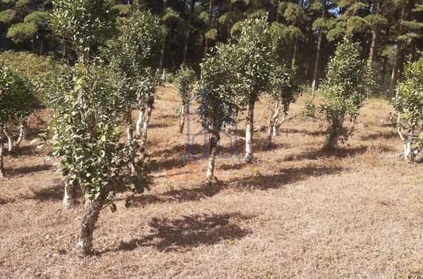 Sítio para venda,  Colonia Bom Sucesso, Itaiopolis