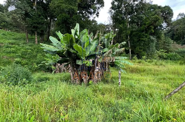 Terreno Amplo,  Brasília, São Bento Do Sul