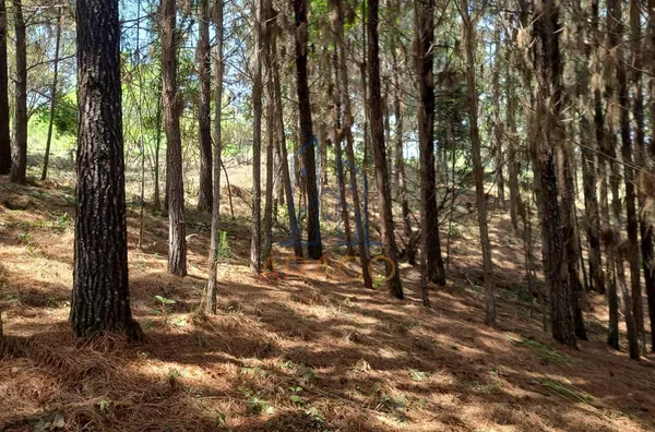 Terreno para venda,  Trigolândia, Piên